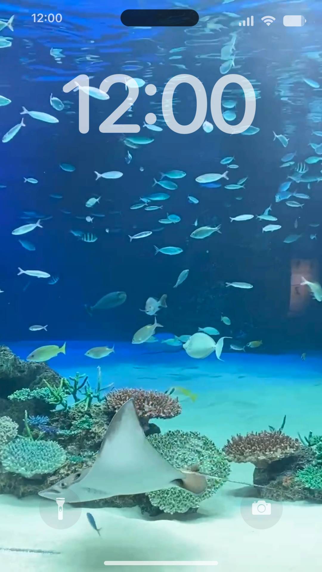 Aquarium fish live wallpaper