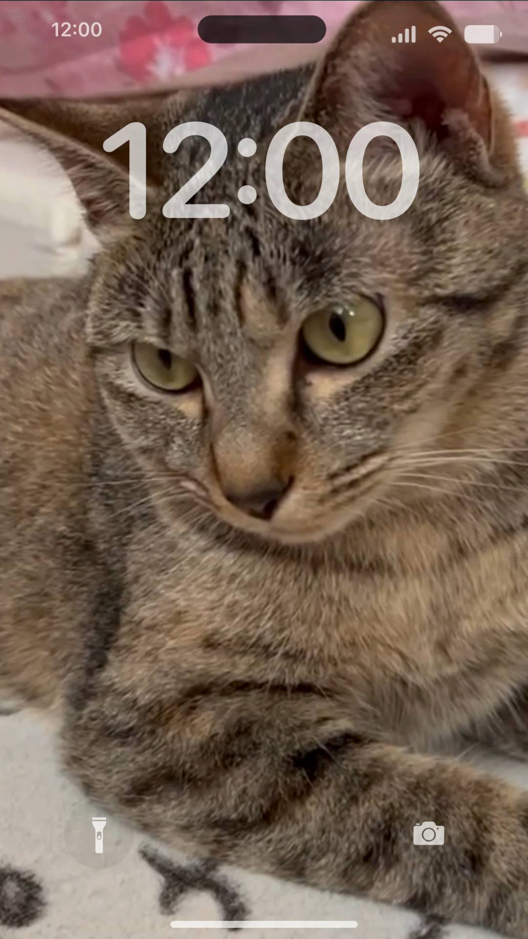 うちの猫 Live Wallpaper[H6vFPp15ErS4GnVnbFpG]