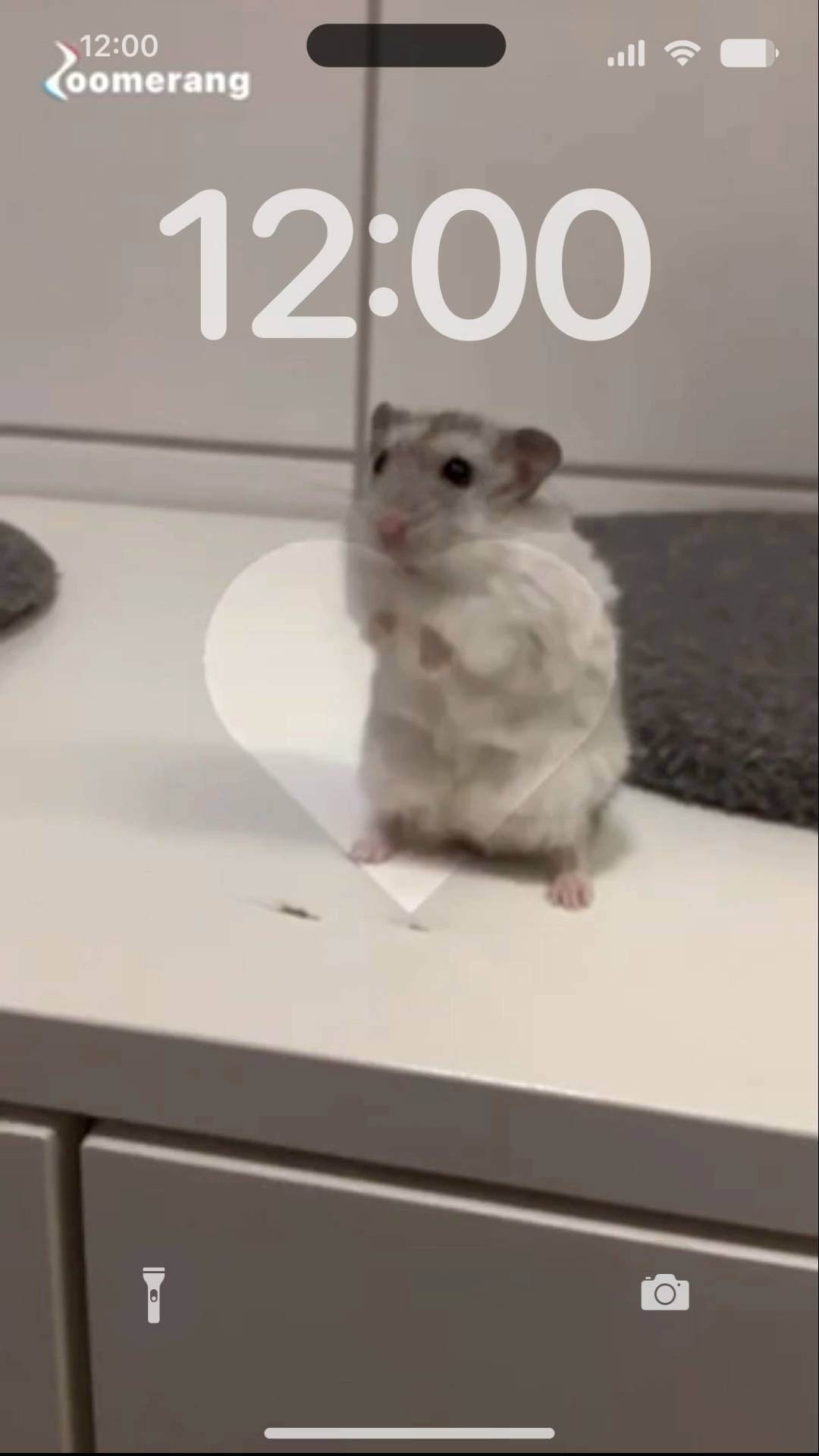 HAMSTER Live Wallpaper[9ZxNeoeduT8D8Bh5D4Ne]